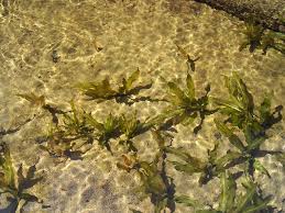 Image result for Potamogeton