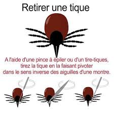 Check spelling or type a new query. Tiques Les Zones A Risques Comment Se Proteger Et Que Faire En Cas De Morsure Doctissimo
