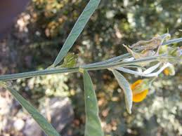 Image result for Crotalaria torrei
