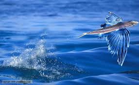 Flying Fish Belong To A Family Of Marine Fish Which Fly Out Of Water To Escape Predators They Can Be Seen Fl Oceans Of The World Underwater Fish Pelagic Fish