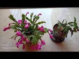 Cristmus Cactus How To Take Care And Differences Between Christmas And Thanksgiving Cactus Youtube Christmas Cactus Cactus Christmas