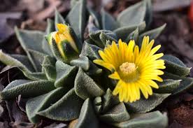 Image result for Nananthus