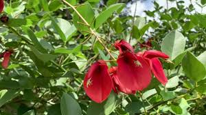 Image result for Erythrina crista-galli
