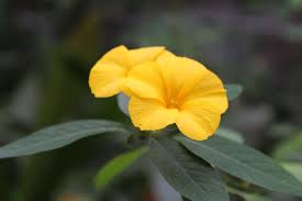 Image result for Reinwardtia indica