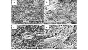 Listen to siti haliza | soundcloud is an audio platform that lets you listen to what you love and share the 1 followers. Scanning Electron Micrographs Of Leaf Surfaces A Non Hyperhydric Leaf Download Scientific Diagram