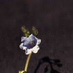 Mertensia bella Piper, Oregon lungwort (World flora)