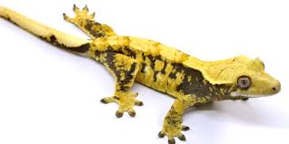 Extreme Crested Gecko Morphs Lillyexotics Geckos Colors