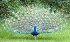 اجمل صور طاووس صاحب الريش المبهر Peacock Peacock Pictures Beautiful Birds