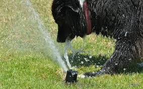 Border Collie Playing With Water Sprinklers Border Collie Water Sprinkler Horses