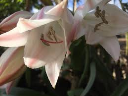 Image result for Crinum macowanii