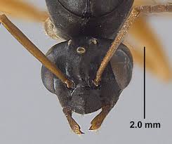 Image result for Centema subfusca