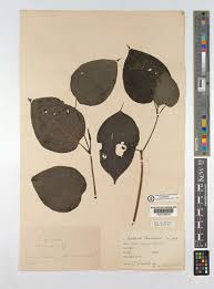 Image result for Piper capense