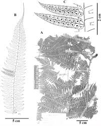 At its oldest, the rock age is about 550 million years old with the highest point at 1,217 metres above sea level, making gunung jerai a unique A Monograph Of The Fern Genus Pteridrys Pteridryaceae