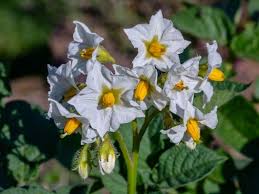 We did not find results for: Potato Flowers Everything You Need To Know And See