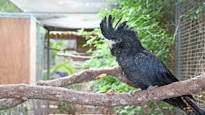 Enjoy the videos and music you love, upload original content, and share it all with friends, family, and the world on youtube. Schwarze Kakadus Werden Selten Gehalten Tierwelt
