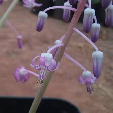 Image result for Multidentia concrescens