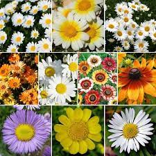 Check spelling or type a new query. Daisy Crazy Daisy Flower Seed Mix