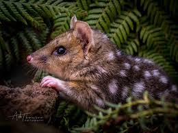 The Endangered Eastern Quoll By Ashthomson Image Of The Month Photo Contest Vol 37 Quoll Australian Animals Australian Wildlife