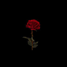 Red rose on black background, valentine day and love concept. Back Single By Bugsy Ocampo Spon Ocampo Music Singles Listen Affiliate Black Background Wallpaper Flowers Black Background Rose Wallpaper
