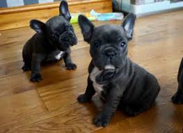 Puppy kindergarten & socialization class (new puppies!) age group: French Bulldog Puppies For Sale El Paso Animal Pet