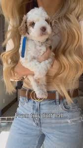 The best way to spend every week! We love Reese's puppies! #puppy  #toygoldendoodle #puppylove #puppygram #spendthedaywithus #goldendoodle