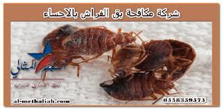 شركة مكافحة بق الفراش بالاحساء مشكلة انتشار الحشرات في المنازل عملية تؤرق جميع أفراد الأسرة وخاصة إذا كان الإنسان نفسه هو مصدر الغذاء لهذه الحشرات Bed Bugs