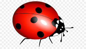Ladybird Png Download 2400 1882 Free Transparent Beetle Png Download Cleanpng Kisspng Lady bug lot, beetle ladybird, ladybug, text, orange png. ladybird png download 2400 1882