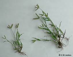 Image result for Dactyloctenium geminatum