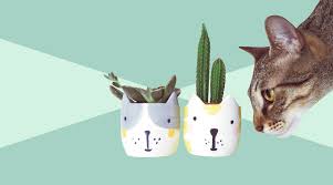 10 Houseplants That Are Safe For Cats And Dogs Cat Safe Plants Houseplants Safe For Cats House Plants