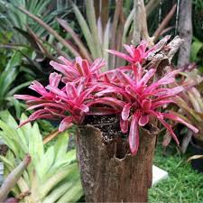 Keladi hias termasuk tanaman yang mudah ditanam, tanaman hias ini cepat berkembang asal media tanamnya tetap dijaga lembab. Bromelia Dan 2 Jenis Paku Pakuan Tanaman Epifit Populer Yuk Kenali Semua Halaman Idea
