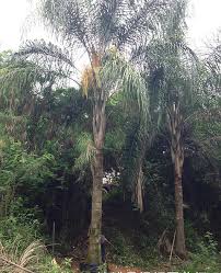 Image result for Syagrus romanzoffiana