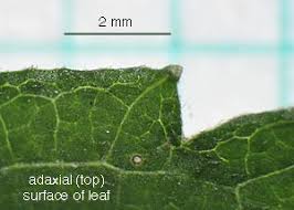 Image result for Ageratinastrum