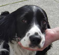 「"leave a reply"+"name"+"31"+"+"+"=" springer spaniel」的圖片搜尋結果