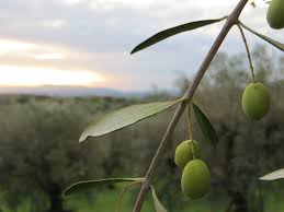 Our Olives Have Been Grown With Care For Generations Evoo Extra Virgin Olive Oil Tuscany