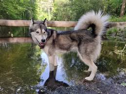 Sekarang ia menjadi binatang peliharaan yang cukup populer. Pin Di Alaskan Malamutes