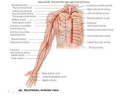 Blood Heart And Blood Vessels Lab Exam Flashcards Easy Notecards