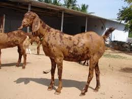 Visit Our Goat Website Pygmy Goat Sheep Breeds Domestic Goat