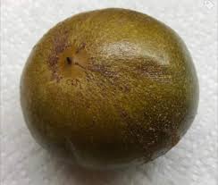 Image result for Pouteria