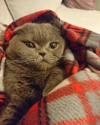 Anita Anita Scottish Instagram Posts Videos Stories On Picoji Com Evet Biraz Simartiliyorum Scottishfold Cats Kedi I Instagram Photo View Photos