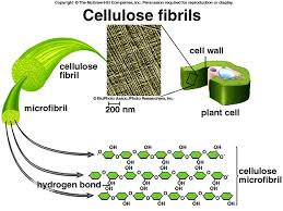 Physical force as a signaling mechanism. Cell Wall Lignin Shefalitayal