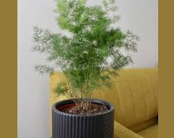 Image result for Asparagus macowanii