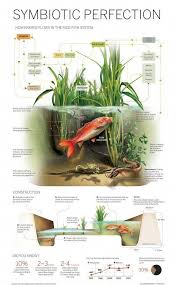 5 Secrets To Building A Successful Aquaponics System In 2020 Aquaponic Gardening Fish Farming Aquaponics
