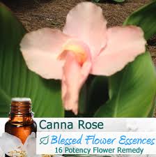 What's the best way to make dandelion oil? Canna Rose Flower Remedy Dr Darla Nofziger Nd