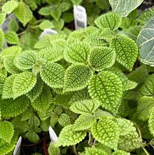 Image result for Vangueria mollis