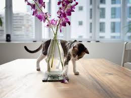 Are pets not allowed into the hotel? Why Hiding A Pet From Your Landlord Is A Bad Idea