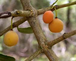 Image result for Garcinia buchananii