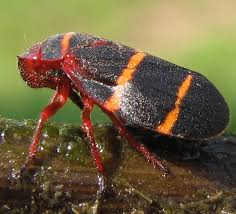 Image result for spittle bug