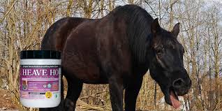 Vitamin e is found in abundant amounts in green and. Best Supplements For Horses With Heaves Equiniction