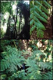 Image result for Cyathea manniana