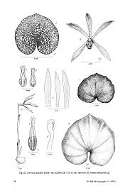 Image result for Nervilia petraea